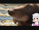【小春六花】六花ちゃんが犬見るだけ【CeVIO AI】