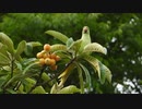 日本で野生化したインコがビワをたべる　ワカケホンセイインコ