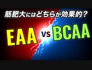 【EAAvsBCAA】筋肥大にはどっちが効果的？【ビーレジェンド プロテイン】