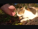【癒し】人間を警戒する野良猫と心を通わせる方法があった、その実力は・・・♡【猫動画】