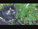 2021/06/05放送【64日目 北海道 弟子屈町 あずにゃんぽ（猫散歩）】北海道全市町村制覇するまで帰れまてん！　猫と車中泊の旅　日本縦断【旅猫あずき～保護猫から旅猫へ～】
