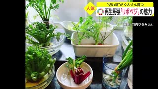 “切れ端”がぐんぐん育つ　再生野菜「リボベジ」の魅力