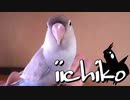 インコを退屈させない「簡単フォージング」