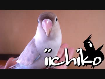 インコを退屈させない「簡単フォージング」