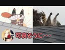 ラトナ・プティ、屋根に刺さる