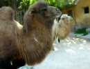 中国　昆明動物園にて
