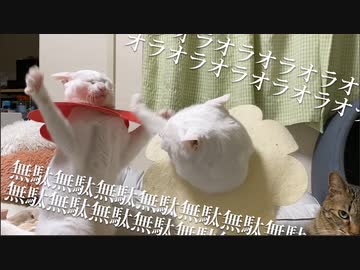 人気の ねこかます もふり手 動画 1 551本 ニコニコ動画