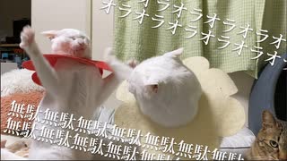 絶対に当ててはいけない猫パンチ