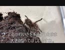 [レア社の名作]タランチュラ飼育日記その２０７[ドンキーはいかが]