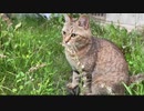 マイペースなタタルさん　＃236