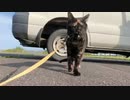 2021/06/06放送【65日目 北海道 釧路湿原 あずにゃんぽ（猫散歩）】北海道全市町村制覇するまで帰れまてん！　猫と車中泊の旅　日本縦断【旅猫あずき～保護猫から旅猫へ～】