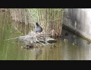 【子を守る戦い】母鳥VS親鳥