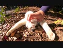 【地域猫】伸び～～る地域猫を見てしまった貴方は○○したくなる？【癒し】