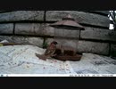 トレイルカメラで雀撮ってみた　20210608