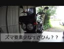 【雑談】ゆかズマ？【ズマ君の独り言】