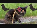 2021/06/06放送【65日目 北海道 帯広市 あずにゃんぽ（猫散歩）】北海道全市町村制覇するまで帰れまてん！　猫と車中泊の旅　日本縦断【旅猫あずき～保護猫から旅猫へ～】