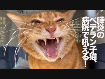 生後4週2900日のベテラン子猫、慢性膵炎の経過観察をする