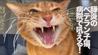生後4週2900日のベテラン子猫、慢性膵炎の経過観察をする