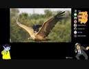みっこりん♪の鳥かさね