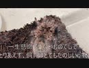 [ららいぐま]タランチュラ飼育日記その２０８[アスカル]