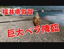 【釣り動画】一人で福井県敦賀に行ったら巨大ベラが釣れました！