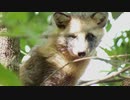 【ノーナレ動物動画】タヌキの木登りは珍しいらしい【到津の森公園】Raccoon dog climbing a tree