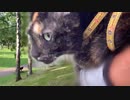 2021/06/07放送【66日目 北海道 帯広市② あずにゃんぽ（猫散歩）】北海道全市町村制覇するまで帰れまてん！　猫と車中泊の旅　日本縦断【旅猫あずき～保護猫から旅猫へ～】