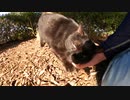 【癒し】黒猫の色々な場所をこちょこちょし続けた結末はいかに・・・♡【猫動画】