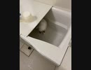 【たぬきち】狩りの練習猫part2