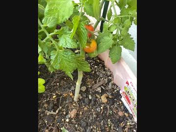 ミニトマトの実が、赤くなってきたぞ
