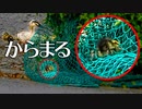 カルガモ親子の引越しトラブル。ネットの罠にはまる子カモ。ゴミ捨て場【身近な生き物語】