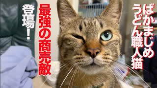 ばかまじめうどん職人猫、最強の商売敵猫が現れる