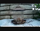 トレイルカメラで雀撮ってみた　20210609