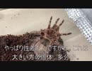 [ストライプって]タランチュラ飼育日記その２０９[スプライトに似てるよね]