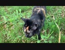 2021/06/08放送（ぷち編集版）【67日目 北海道 名寄市 あずにゃんぽ（猫散歩）】北海道全市町村制覇するまで帰れまてん！　猫と車中泊の旅　日本縦断【旅猫あずき～保護猫から旅猫へ～】