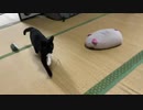 とってこーい！　ジーナ