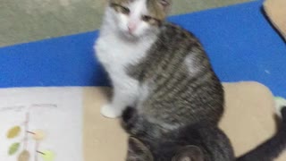 猫釣り