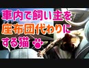 【旅猫あずき】車内で飼い主を座布団代わりにする猫□【猫と車中泊の旅 北海道、全市町村制覇まで帰れまてん！番外編】
