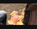 猫島の茶トラ猫をナデナデした時の表情が可愛すぎる