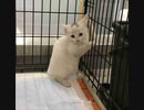 保護猫との出会い#1