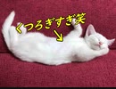 すぐに野生を忘れた保護猫#2
