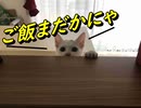 かくれんぼが好きなむに#4
