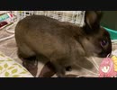 【ウサギ】うさほりざつだん【琴葉茜】