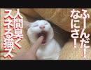 甘え待ち猫チャンズ、人間臭くスネる