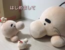 ひざたけどせいさん  お迎えしました