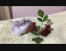 天然のキイチゴ　【オッドアイのハムスター】