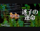 0531B【カルガモ親子 母違い迷子殺しと雛混ぜ】引越しトラブル。バンの蹴り技VSカモ。見捨て子救助の見守り隊、魔のブロック地帯改善後。過酷な野鳥の子育て。#身近な生き物語 #カルガモ親子 #バン