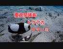 トウアカクマノミ・慶良間諸島