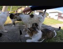 猫島で野良猫を一匹モフると他の猫がワラワラ寄ってきて包囲されてしまう