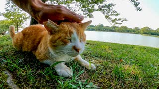 公園を歩いていたら木陰で休む猫に声を掛けられた
